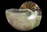 Polished Fossil Nautilus (Cymatoceras) - Madagascar #140425-1